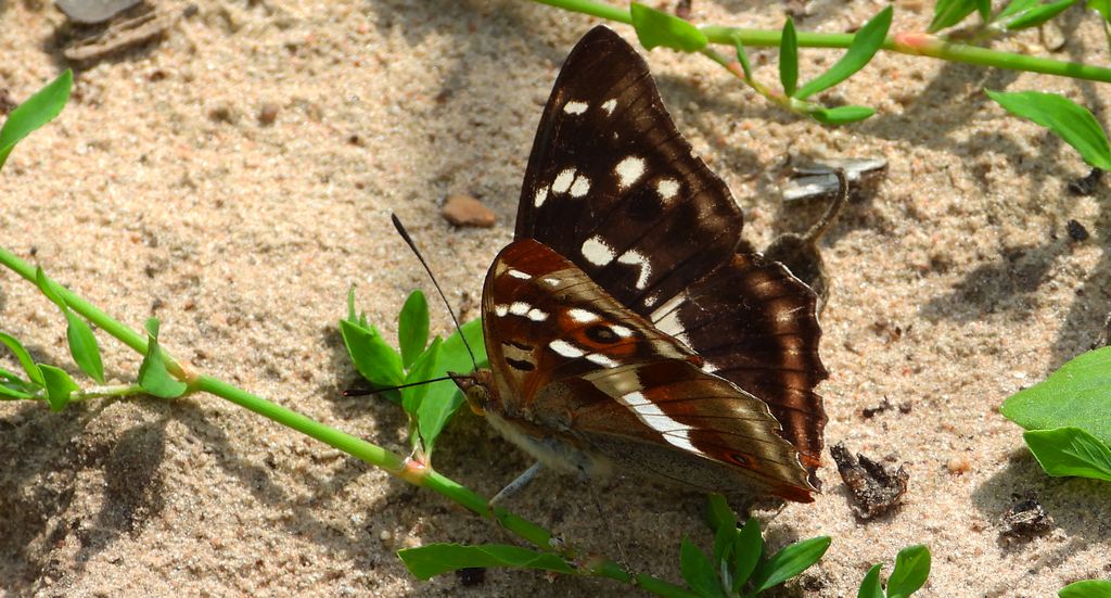 Mieniak tęczowiec (Apatura iris)