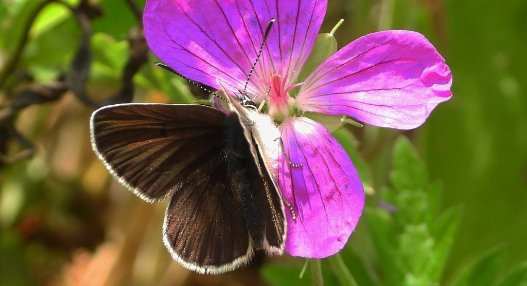 Modraszek eumedon (Aricia eumedon)