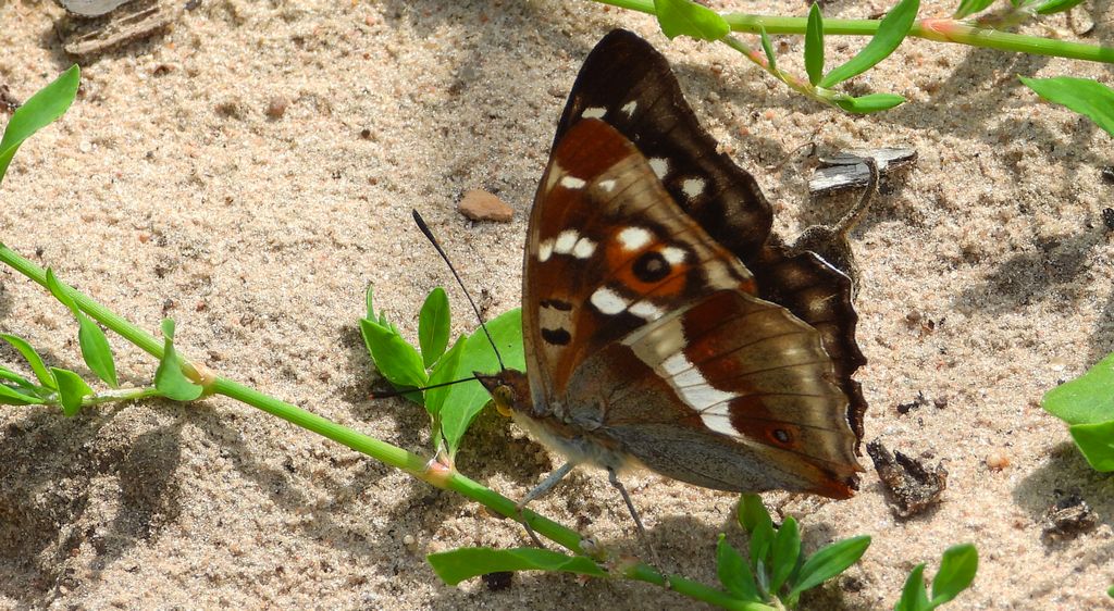 Mieniak tęczowiec (Apatura iris)