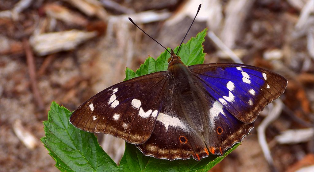 Mieniak tęczowiec (Apatura iris)