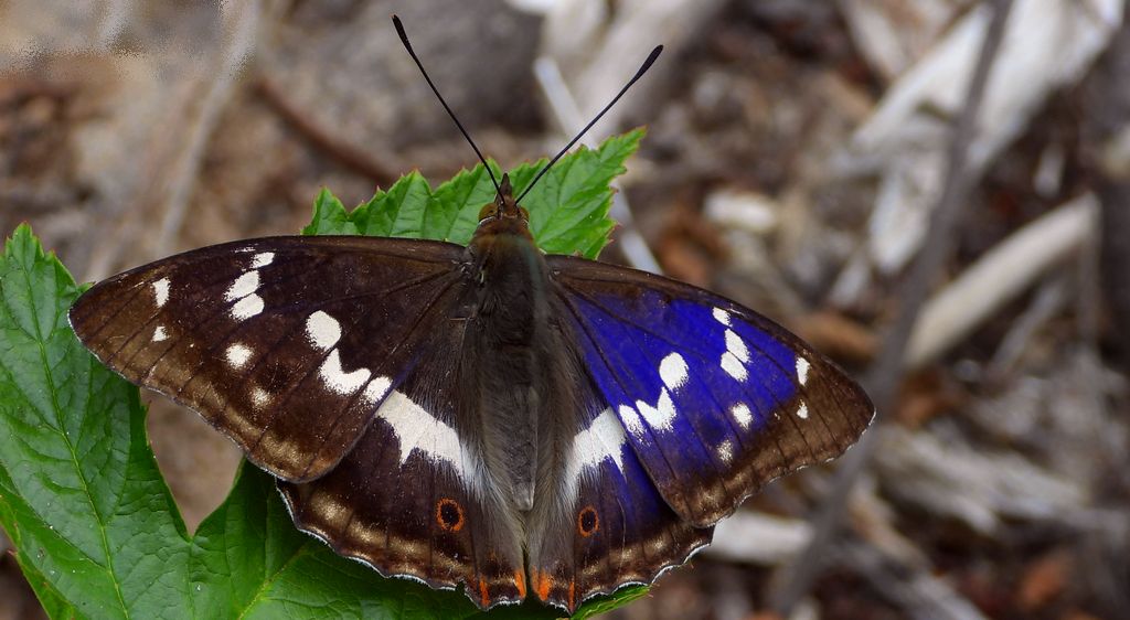 Mieniak tęczowiec (Apatura iris)