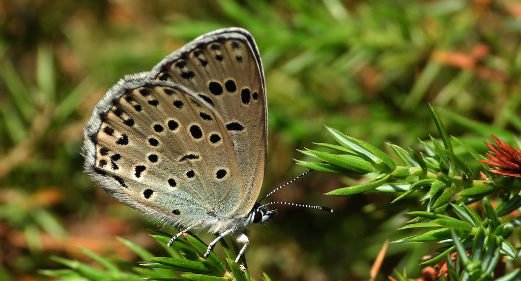 Modraszek arion (Phengaris arion)