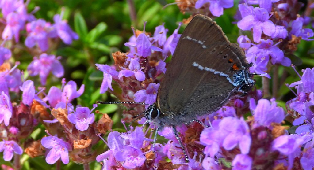 Ogończyk tarninowiec (Satyrium spini)
