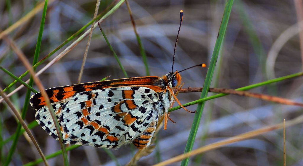 Przeplatka didyma (Melitaea didyma)