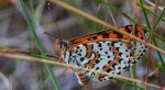 Przeplatka didyma (Melitaea didyma)