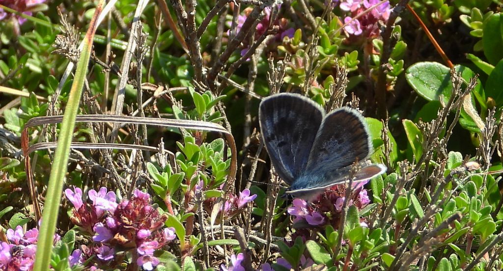 Modraszek arion (Phengaris arion)