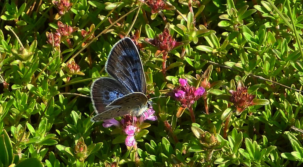 Modraszek arion (Phengaris arion)