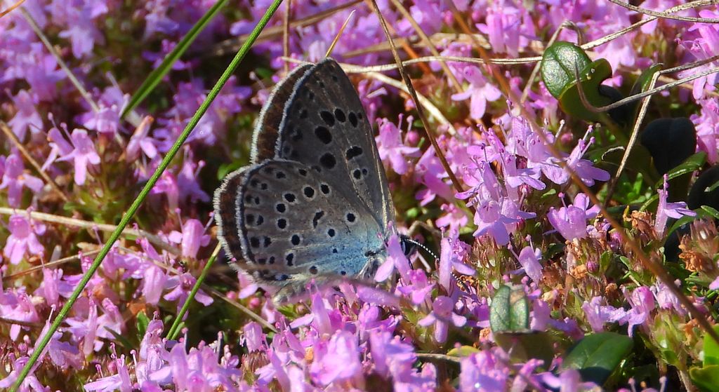 Modraszek arion (Phengaris arion)