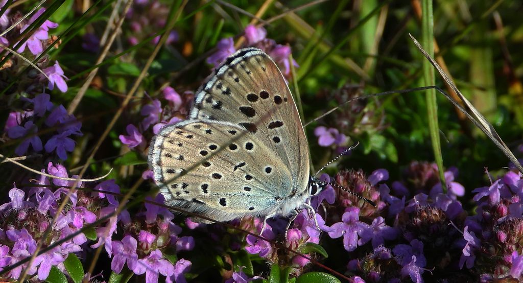 Modraszek arion (Phengaris arion)