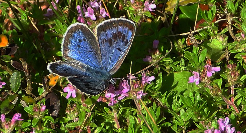 Modraszek arion (Phengaris arion)