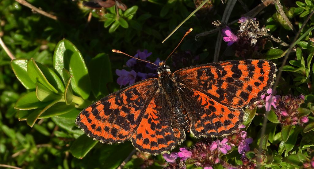 Przeplatka didyma (Melitaea didyma)