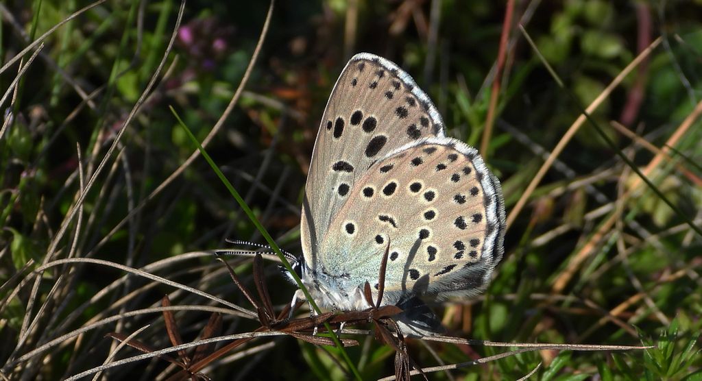Modraszek arion (Phengaris arion)