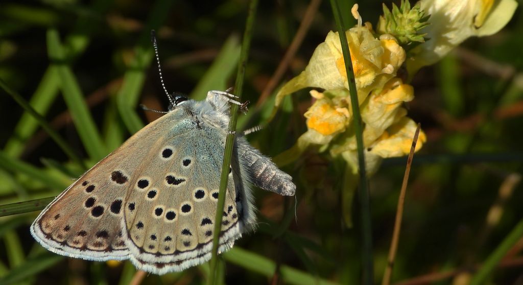 Modraszek arion (Phengaris arion)