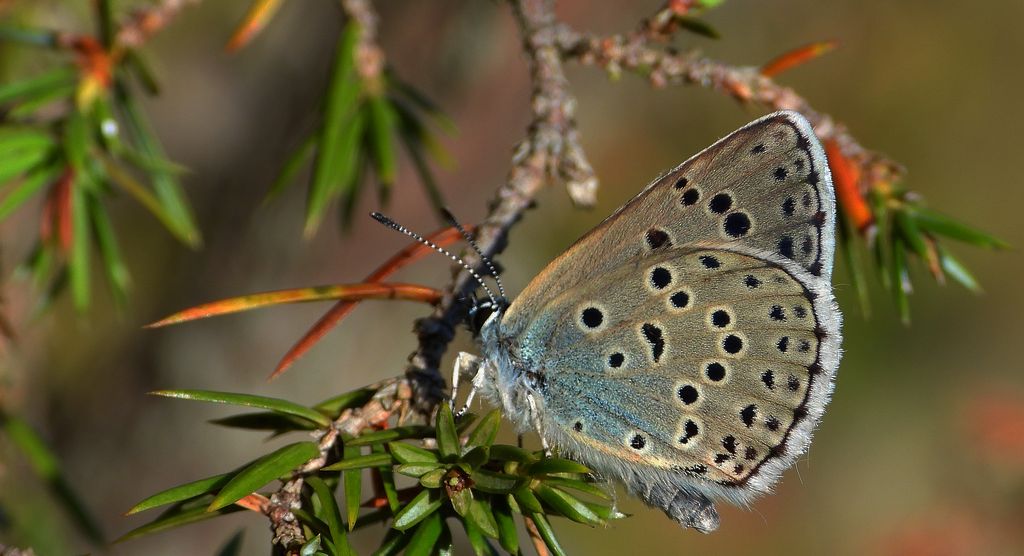 Modraszek arion (Phengaris arion)