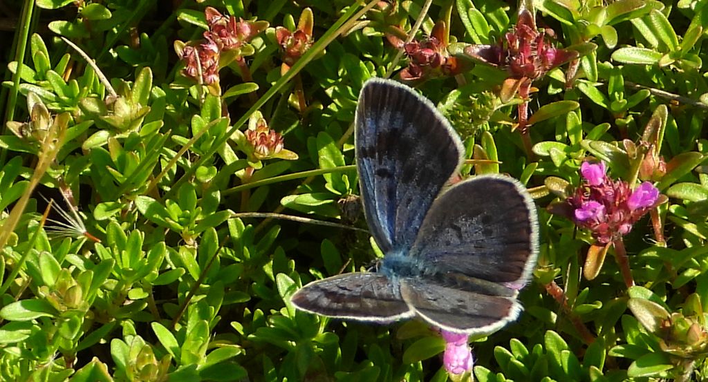 Modraszek arion (Phengaris arion)