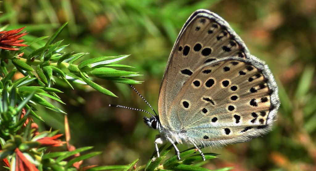 Modraszek arion (Phengaris arion)