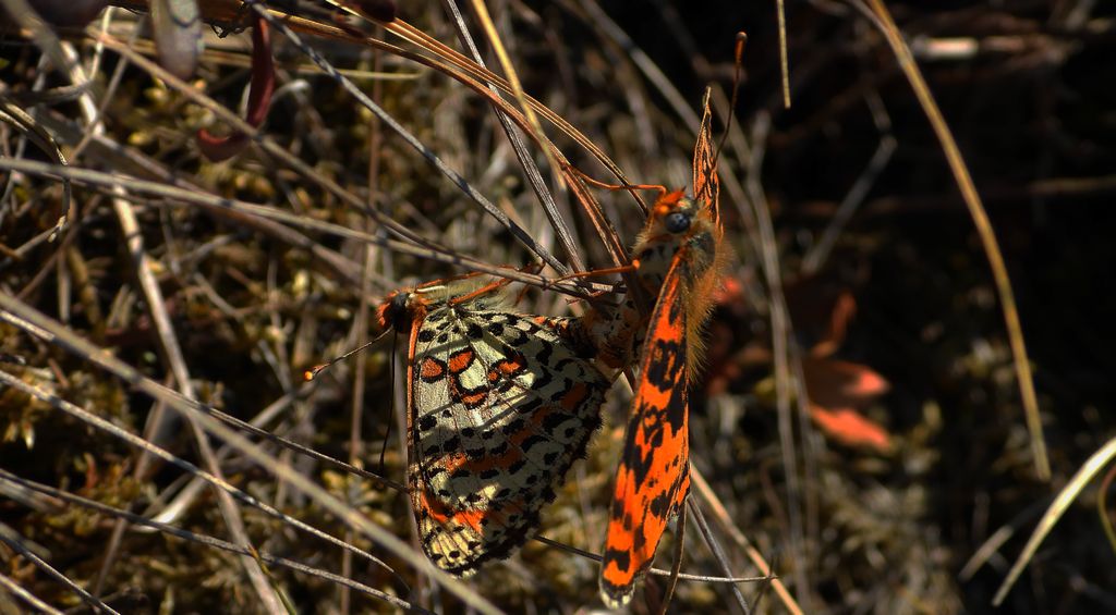 Przeplatka didyma (Melitaea didyma)