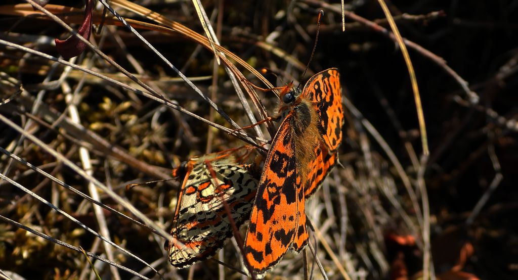 Przeplatka didyma (Melitaea didyma)