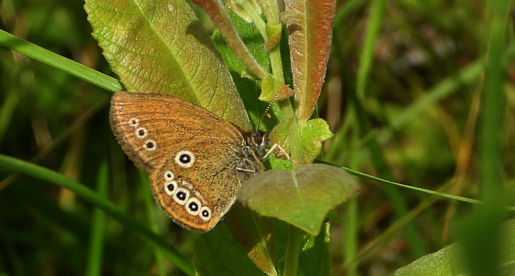 Strzępotek edypus (Coenonympha oedippus)