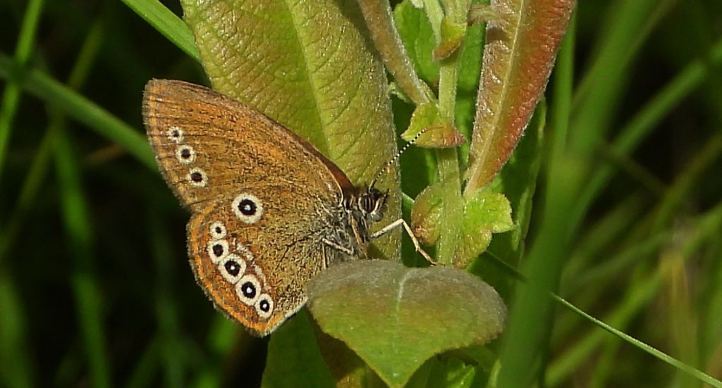 Strzępotek edypus (Coenonympha oedippus)