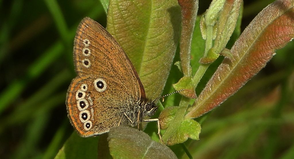 Strzępotek edypus (Coenonympha oedippus)
