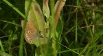 Strzępotek edypus (Coenonympha oedippus)
