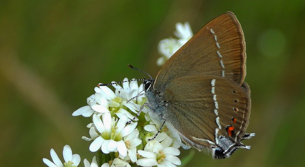 Ogończyk tarninowiec (Satyrium spini)