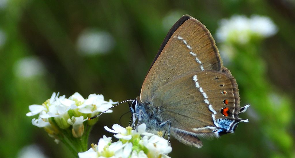 Ogończyk tarninowiec (Satyrium spini)