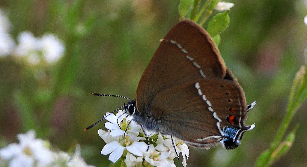 Ogończyk tarninowiec (Satyrium spini)