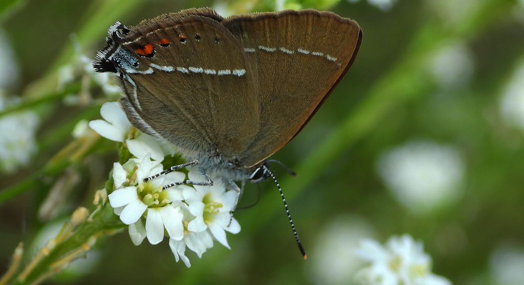 Ogończyk tarninowiec (Satyrium spini)