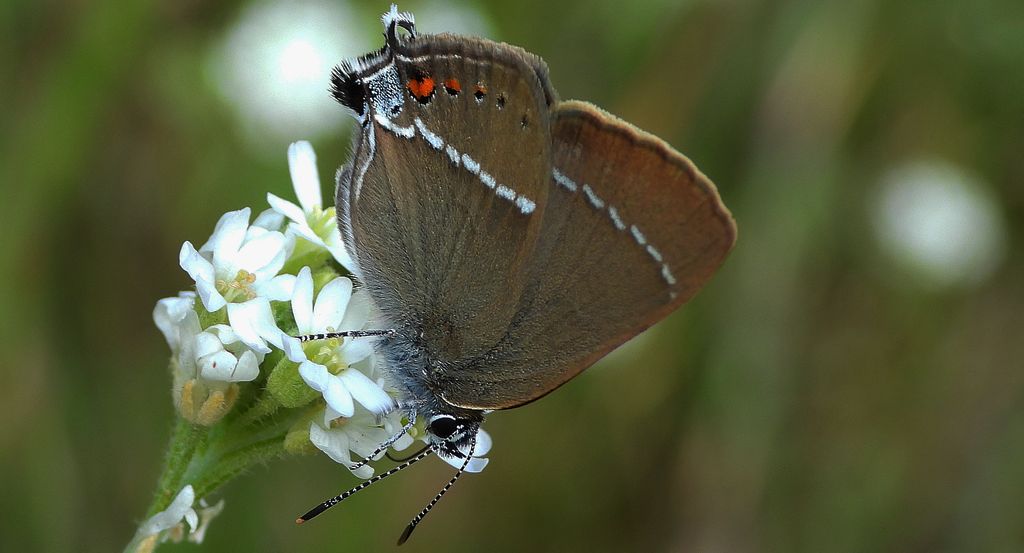 Ogończyk tarninowiec (Satyrium spini)