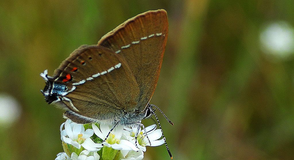 Ogończyk tarninowiec (Satyrium spini)
