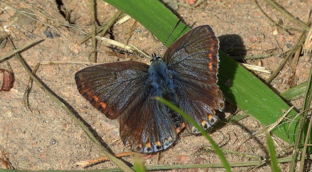 Modraszek ikar, mnogooczak ikar (Polyommatus icarus)