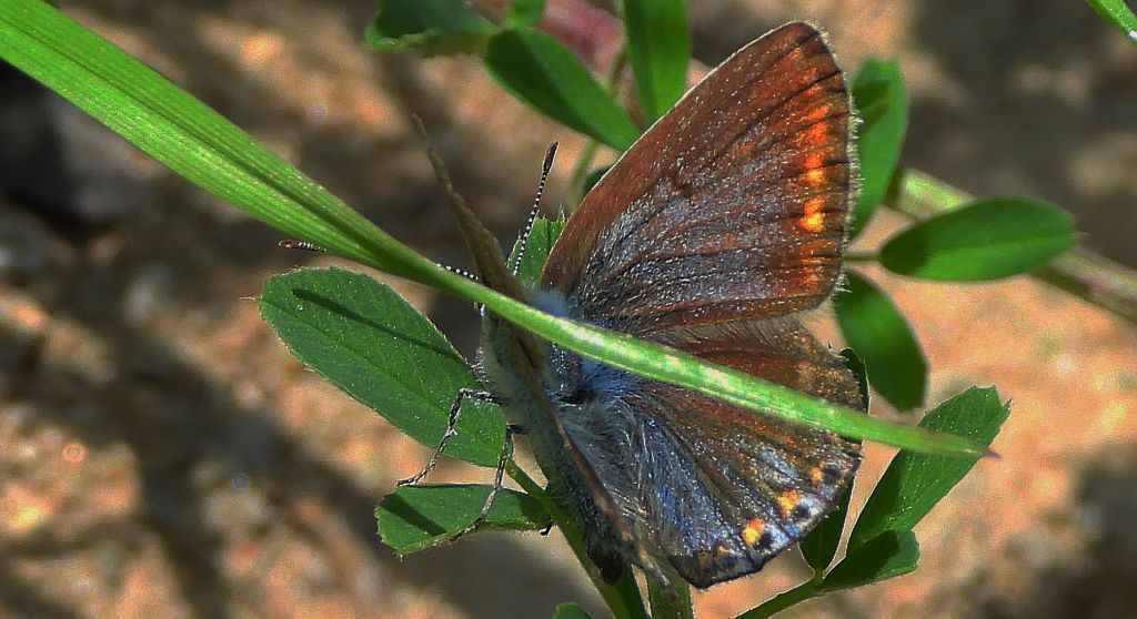 Modraszek ikar, mnogooczak ikar (Polyommatus icarus)