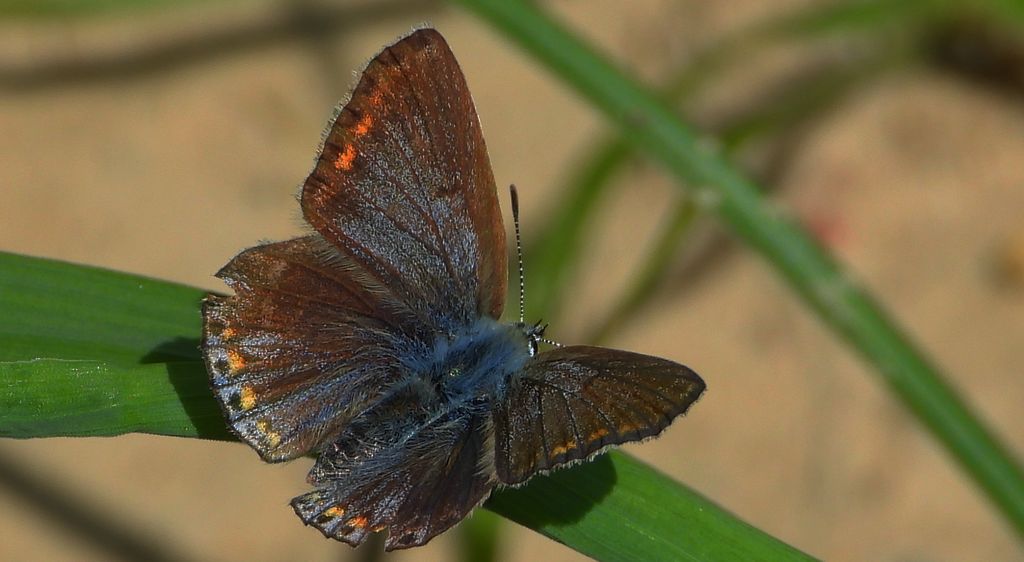 Modraszek ikar, mnogooczak ikar (Polyommatus icarus)