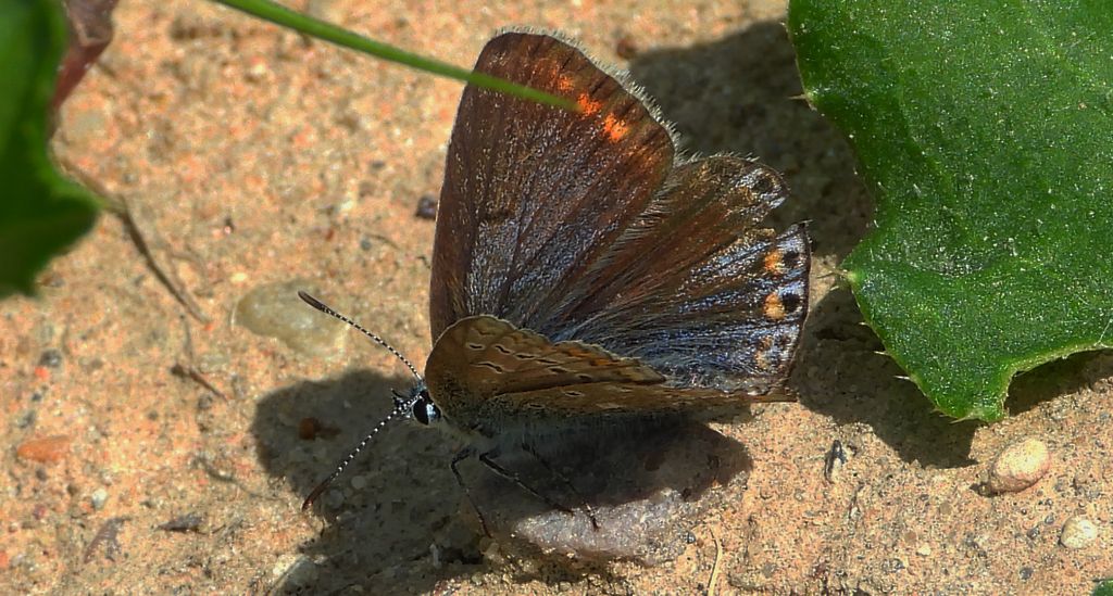 Modraszek ikar, mnogooczak ikar (Polyommatus icarus)