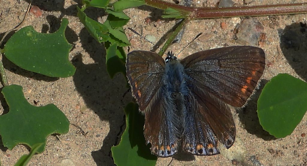 Modraszek ikar, mnogooczak ikar (Polyommatus icarus)