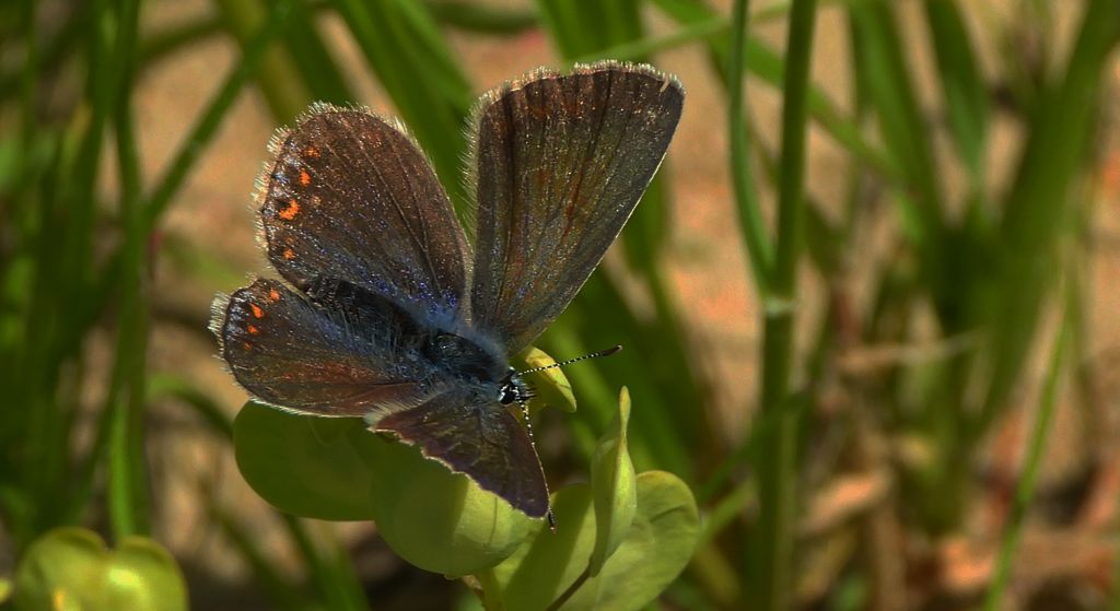 Modraszek ikar, mnogooczak ikar (Polyommatus icarus)