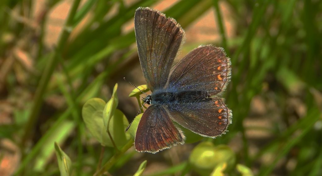 Modraszek ikar, mnogooczak ikar (Polyommatus icarus)