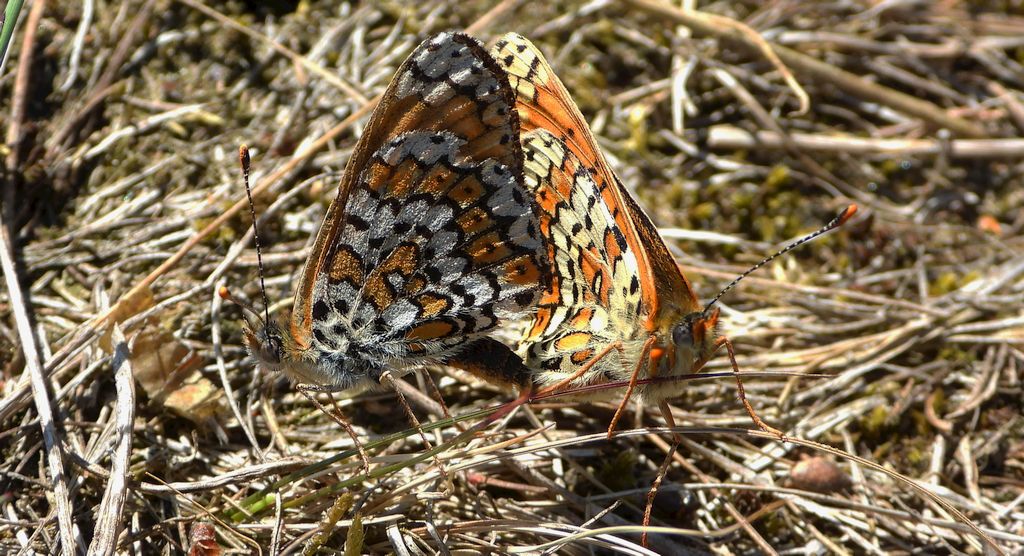 Przeplatka cinksia (Melitaea cinxia)