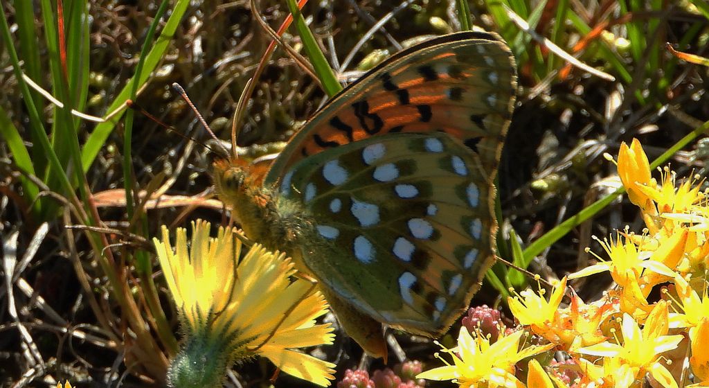 Dostojka aglaja, perłowiec aglaja, perłowiec większy (Argynnis aglaja)