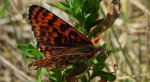 Przeplatka didyma (Melitaea didyma)
