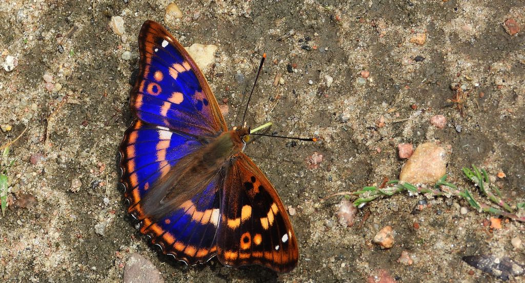 Mieniak strużnik (Apatura ilia)