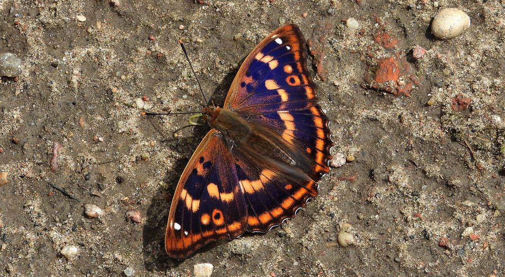 Mieniak strużnik (Apatura ilia)
