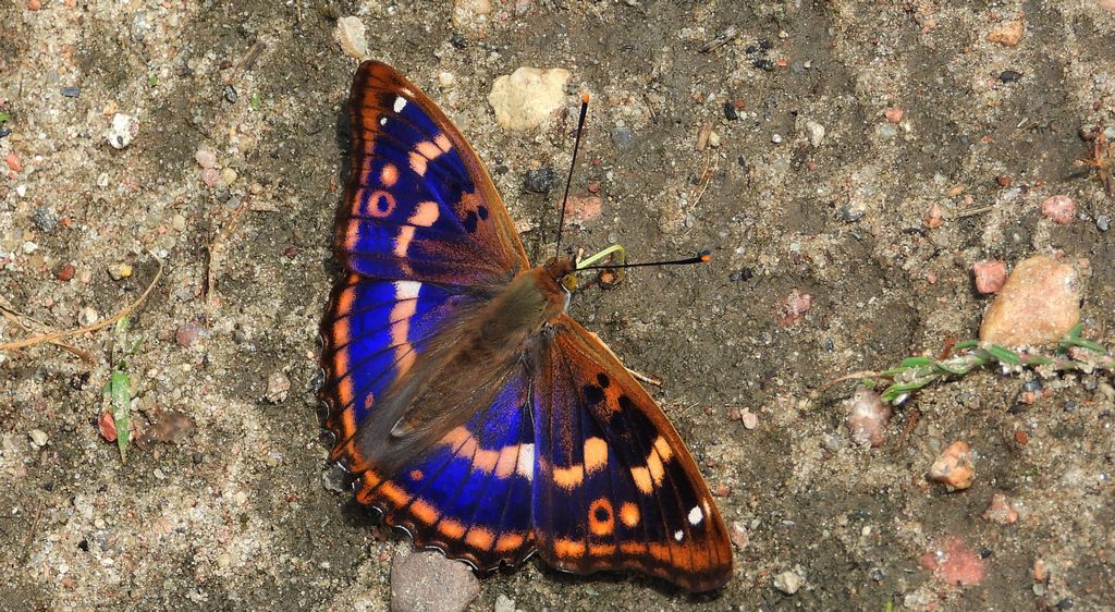 Mieniak strużnik (Apatura ilia)