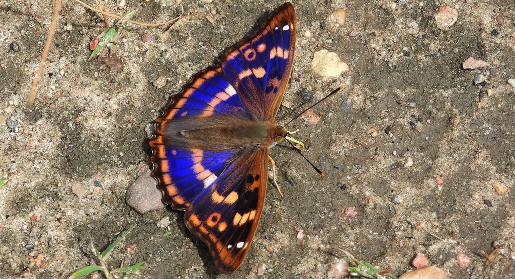 Mieniak strużnik (Apatura ilia)