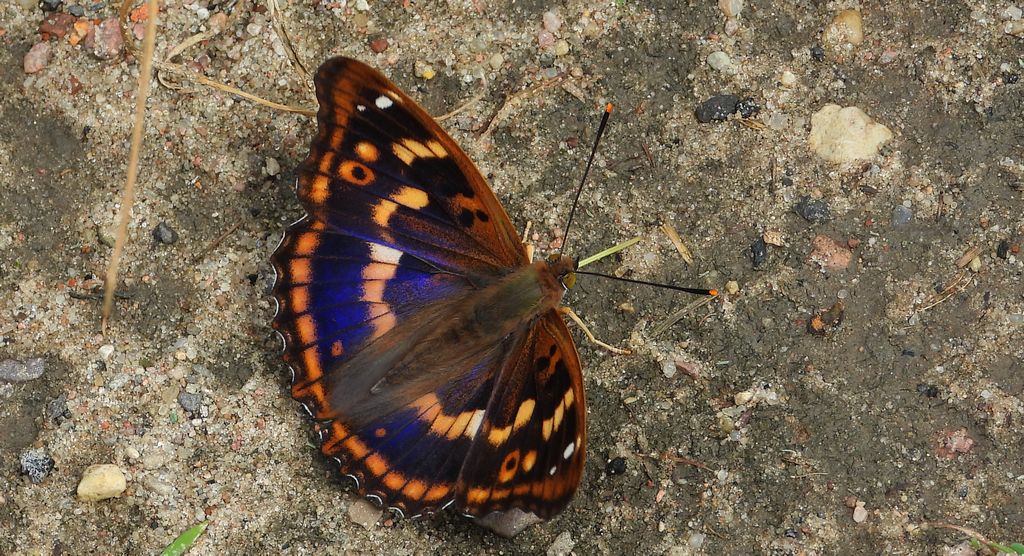 Mieniak strużnik (Apatura ilia)