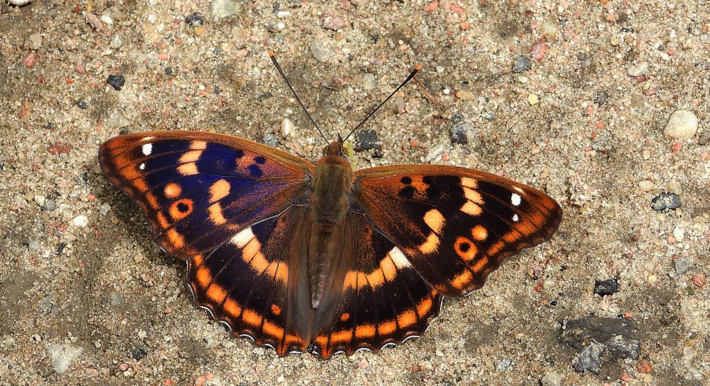 Mieniak strużnik (Apatura ilia)