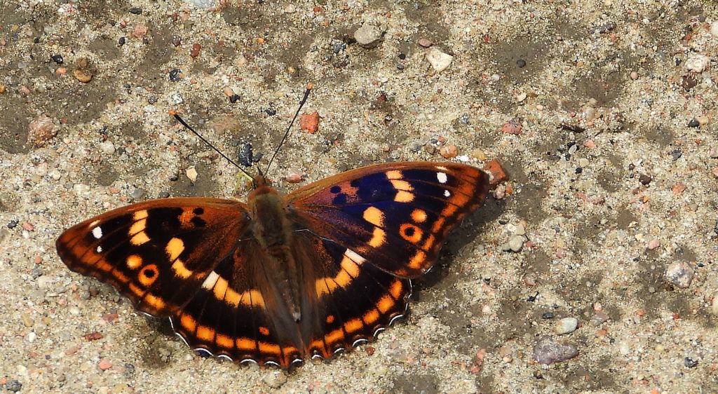 Mieniak strużnik (Apatura ilia)