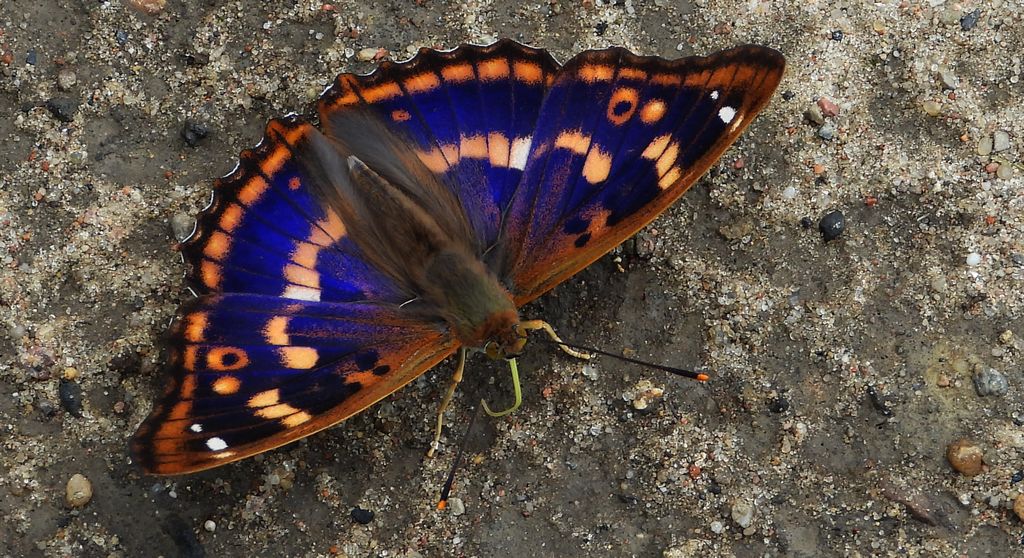 Mieniak strużnik (Apatura ilia)